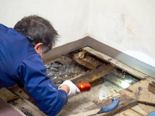 Reliable Affton, MO Mold Removal Solutions