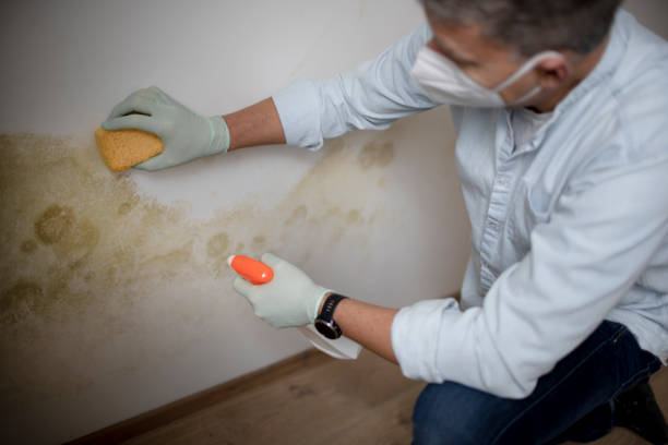 Best Black Mold Removal  in Affton, MO
