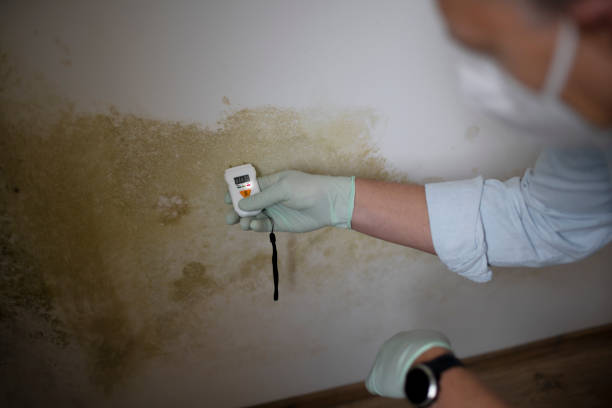 Best Local Mold Removal Service  in Affton, MO