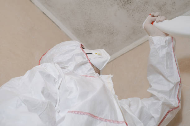 Best Certified Mold Removal  in Affton, MO