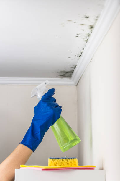 Attic Mold Removal in Affton, MO